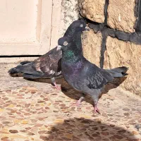 چند عدد پرنده فروشی