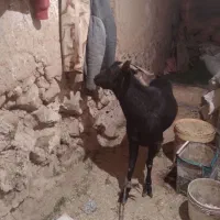 نری مورسیا دوساله|حیوانات مزرعه|کیانشهر, |دیوار