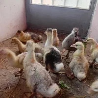 جوجه قوغاز و غاز دورگه