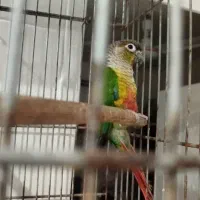 طوطی|پرنده|شادگان, |دیوار