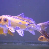 ۳ تا کوی پوست چرم بزرگ و کوچک و متوسط