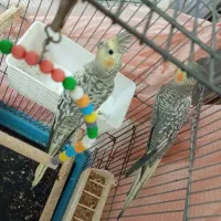 عروس هلندی|پرنده|الوند, |دیوار