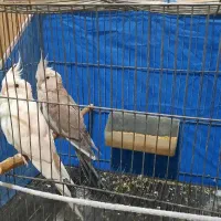 عروس هلندی ومرغ عشق