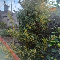 فروش گل شمشادی و گل یوکا