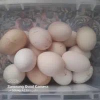 تخم مرغ گلین نطفه دار|حیوانات مزرعه|زرند, |دیوار