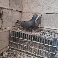 فروشی|پرنده|خاش, |دیوار