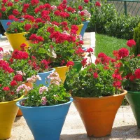 خدمات باغبانی کاشتن گل باغچه کاری تعویض خاک گلدون|خدمات باغبانی و درختکاری|پردیس, شهرک صنعتی خرمدشت فاز ۷|دیوار