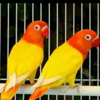 واگذار خرگوش و پرنده های شما و همستر|موش و خرگوش|مشهد, شهرک بهارستان|دیوار