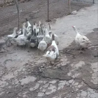 جوجه غاز