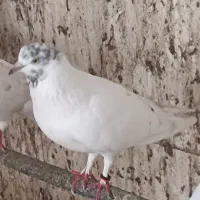 کبوتر|پرنده|رشت, جانبازان|دیوار