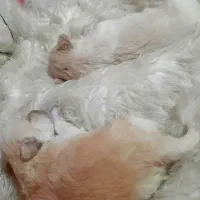 توله پودل|سگ|شاهین‌شهر, شهرک پردیس|دیوار