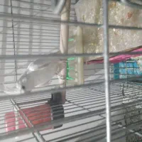 یه دانه عروس هلندی ماده