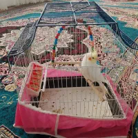 عروس هلندی|پرنده|سمیرم, |دیوار