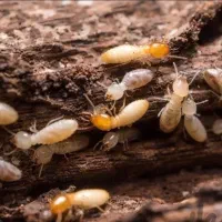 سمپاشی موریانه زدایی باضمانت بلند مدت