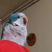 طوطی راهب سخنگو|پرنده|کرمانشاه, |دیوار