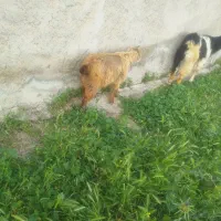 فروش حیوان بز