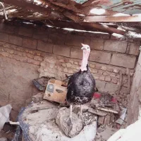 دوعدد بت نر و یک ماده|حیوانات مزرعه|تیمور آباد, |دیوار