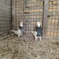 کفتر طوقی|پرنده|تربتحیدریه, بازار|دیوار