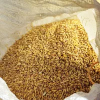 گندم بش دشمن زیاری دست بُر اعلا