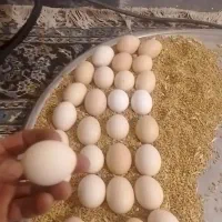 تخم مرغ محلی نطفه دار|حیوانات مزرعه|خزل, |دیوار