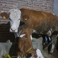 گاو سیمنتال|حیوانات مزرعه|تبریز, |دیوار