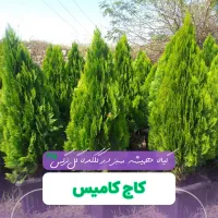 کاج کامیس به صورت تک و عمده در گلکده گل‌نرگس