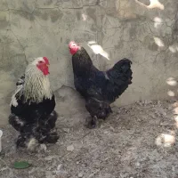 خروس برهما