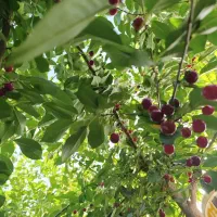 باغچه فروشی یا معاوضه|فروش زمین و ملک کلنگی|شهریار, اسکمان|دیوار