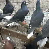 زاغدمسفید وسرخ وسروردومسفید|پرنده|ساری, |دیوار