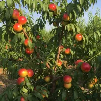 نهال بادام با مغز درشت، فروش عـالی و سود تضمینی|خدمات باغبانی و درختکاری|اردبیل, |دیوار