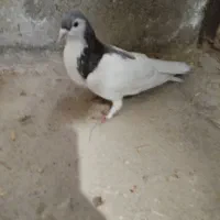 یک کبوتر خال|پرنده|شیروان (خراسان), |دیوار