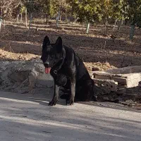 ژرمن بلک|سگ|نیشابور, فضل|دیوار