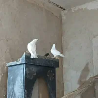 کفتر مهر کلدم  سیاه