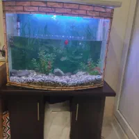 آکواریوم شیشه خم به همراه میز