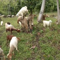 کارگر برای نگهداری از دام