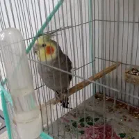 عروس  هلندی