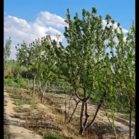 زمین-باغی