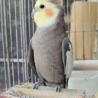 عروس هلندی نر