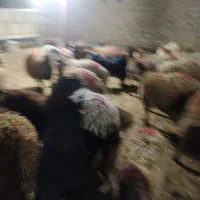 دامداری معتبر کشاورز خانم رحمانی گوسفند زنده|حیوانات مزرعه|مشهد, نوید|دیوار