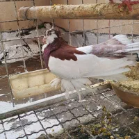 یک جفت کبوتر یو ولگا|پرنده|ری, ولی آباد|دیوار