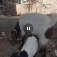 بز مری آبستن یک ماه به بالا با یک شنک ماده