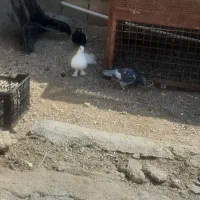 کبوترای قیمتی  بفروش میرسد|پرنده|باشت, |دیوار