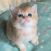 گربه های گلد ny11|گربه|کرج, فاز ۴ مهرشهر|دیوار