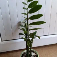 گیاه زاموفیلیا سبز