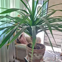 گل پاندانوس