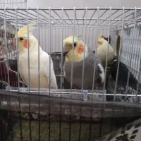 جفت‌عروس‌هلندی|پرنده|خرم‌آباد, |دیوار