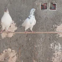 کفتر|پرنده|زارچ, |دیوار