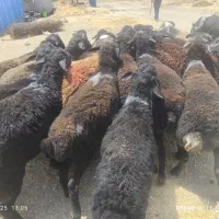 انواع نژادهای مختلف گوشتی گوسفند جهت ذبح‌زنده|حیوانات مزرعه|تهران, شهرک بوعلی|دیوار