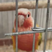 گرینچیک|پرنده|شیراز, شهرک سراج‎|دیوار