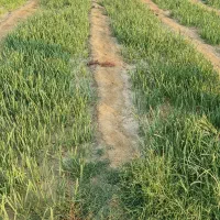 نیاز به کشاورز